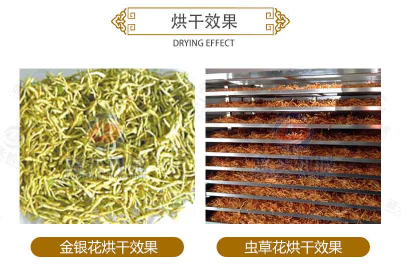 金銀花烘干機烘干效果