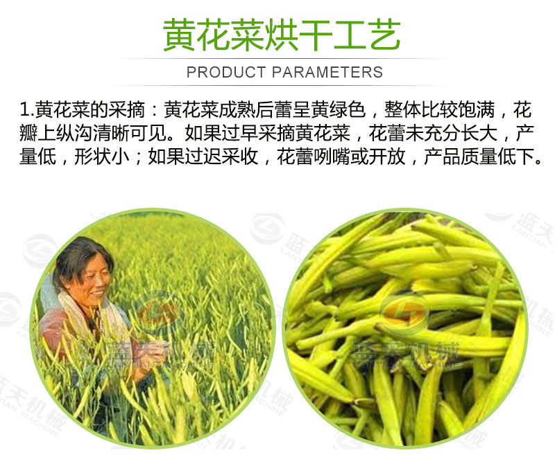 黃花菜烘干機烘干工藝